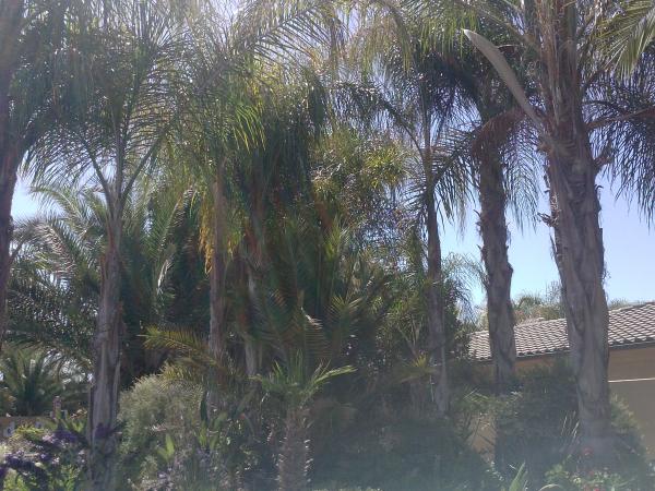 tree
