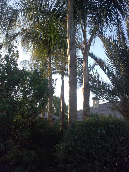 tree