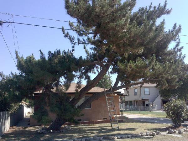 tree