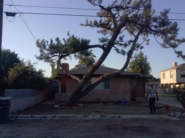tree