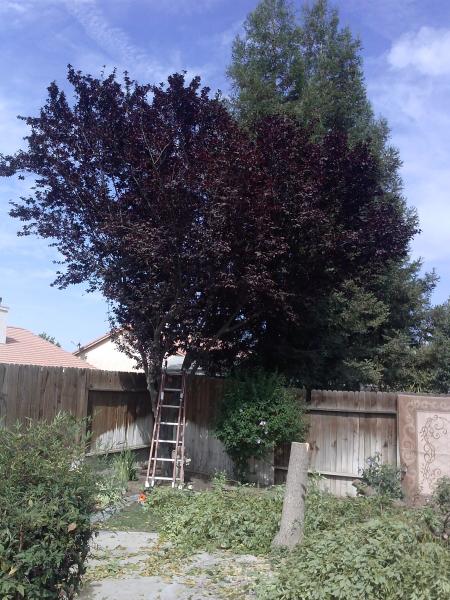 tree