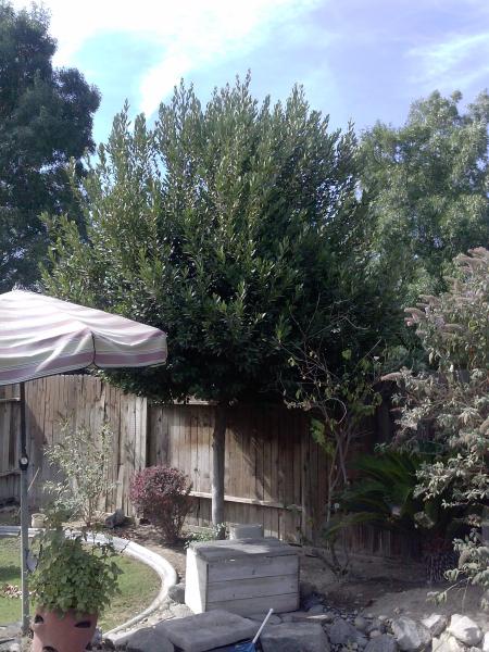 tree