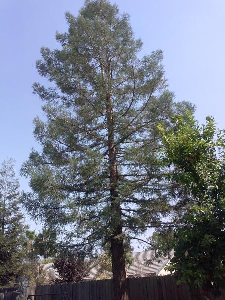 tree