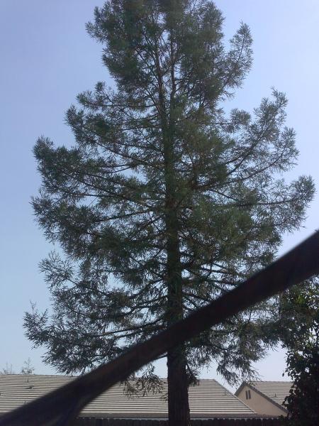 tree