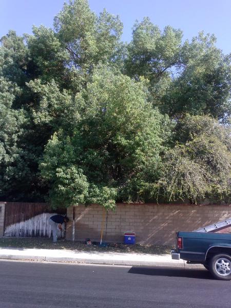 tree