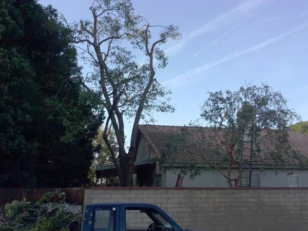 tree