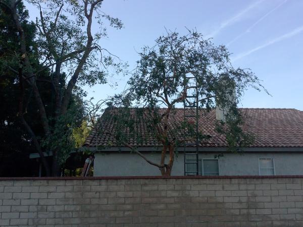 tree