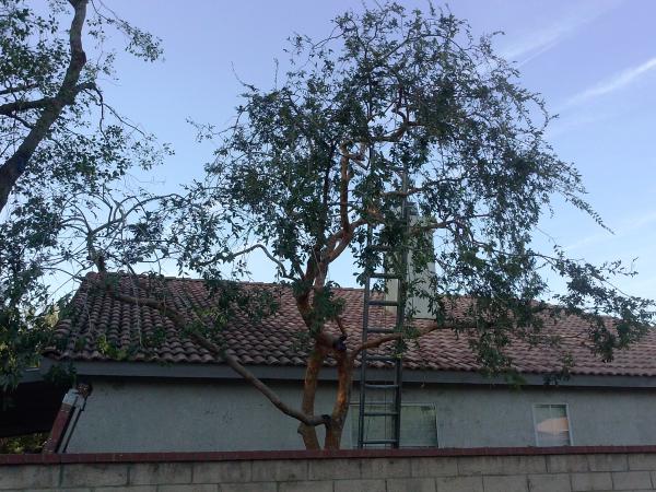 tree