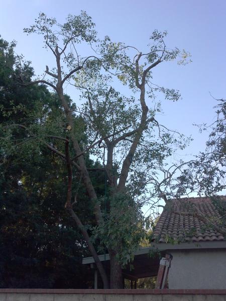 tree