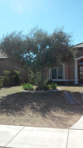 tree