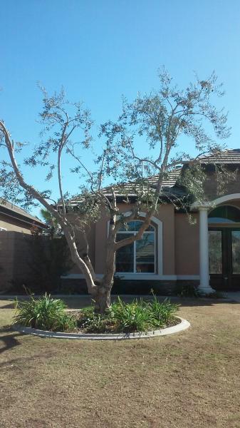 tree