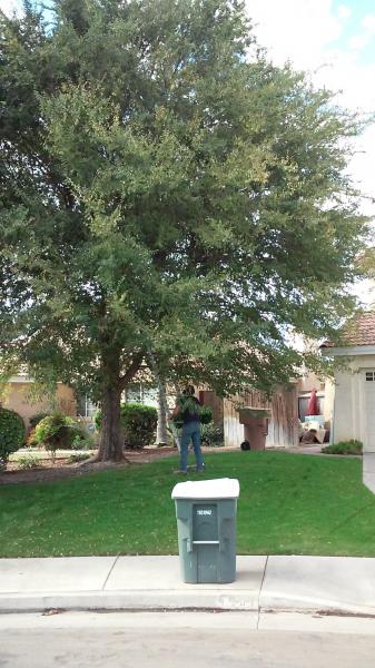tree