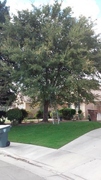 tree