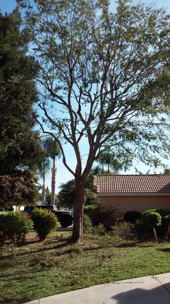 tree