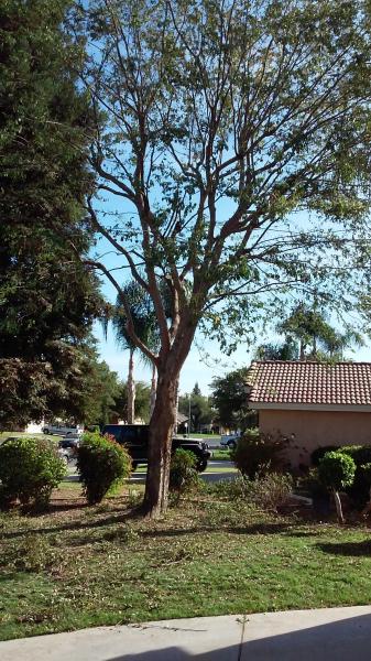 tree