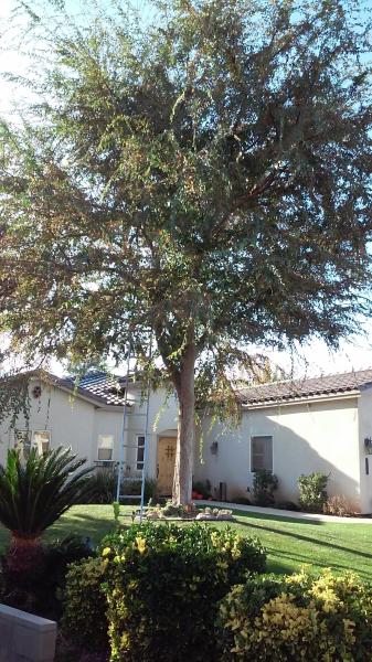 tree