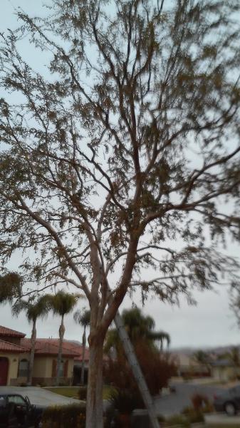 tree