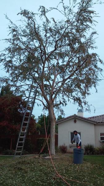 tree