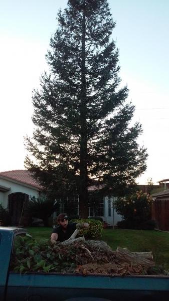 tree