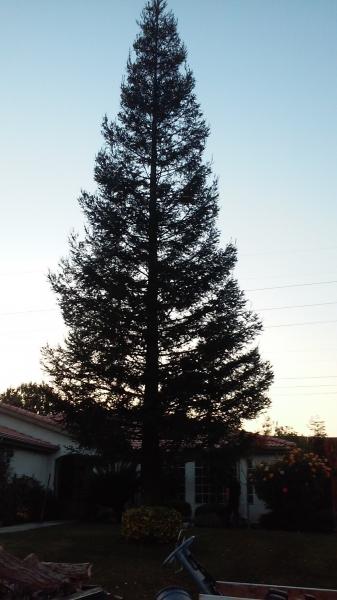 tree
