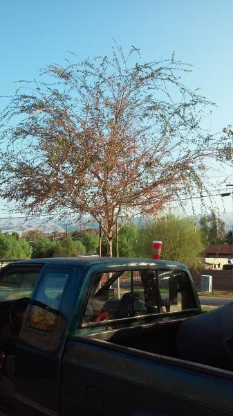 tree