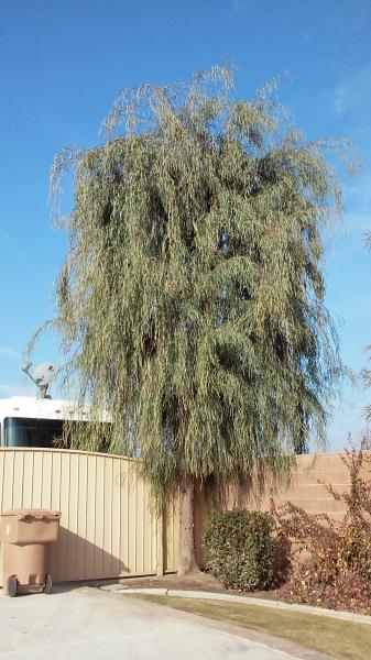 tree