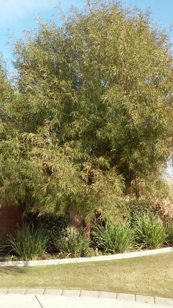 tree