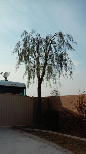 tree
