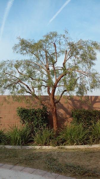 tree