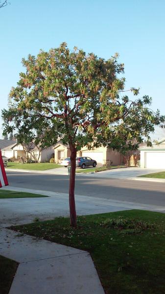 tree