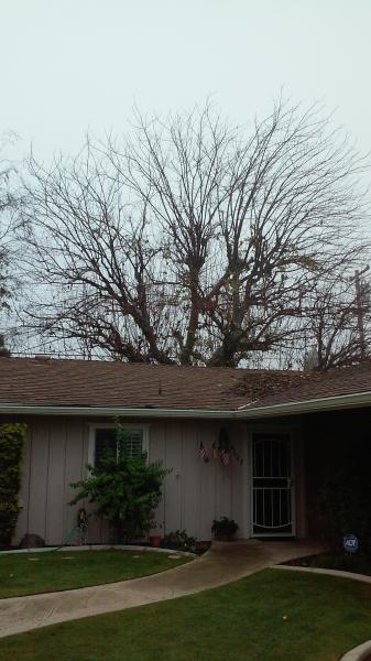 tree