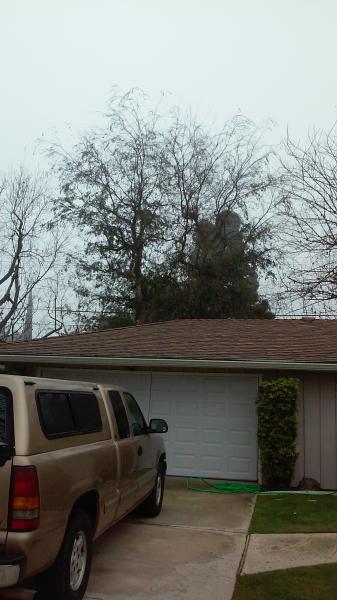 tree