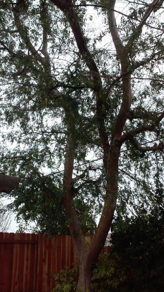 tree