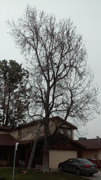 tree