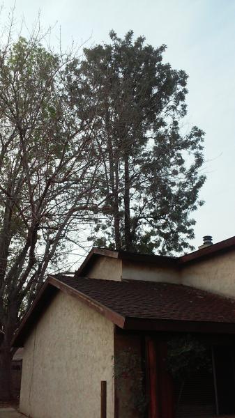 tree