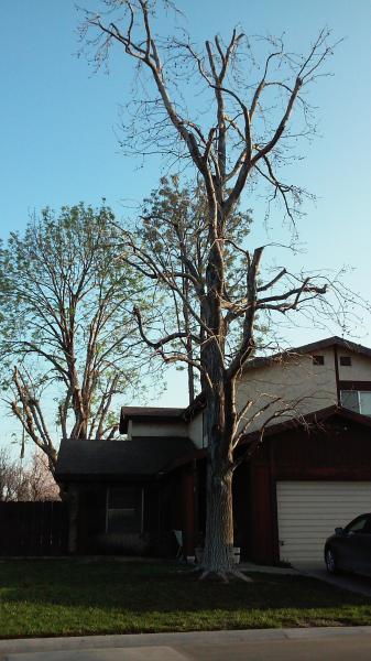tree