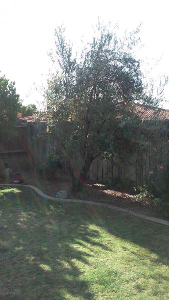 tree