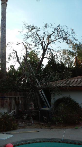 tree