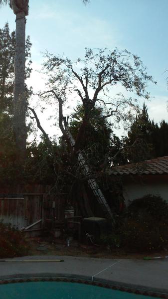 tree