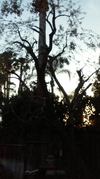 tree