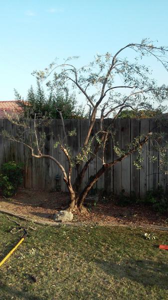 tree