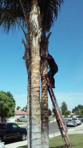 tree