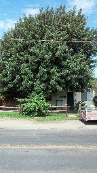 tree