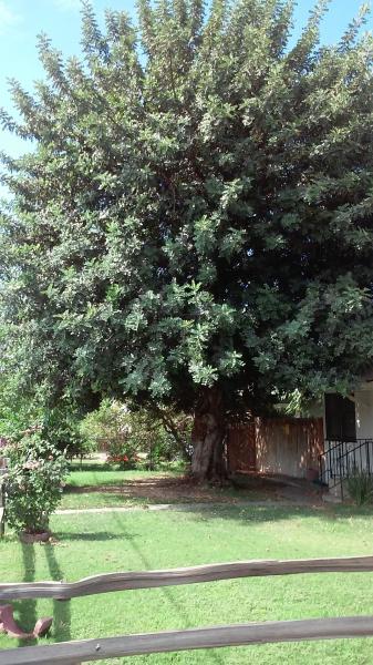 tree