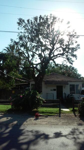 tree