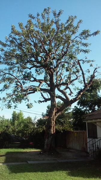tree