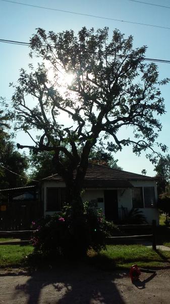 tree