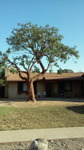 tree
