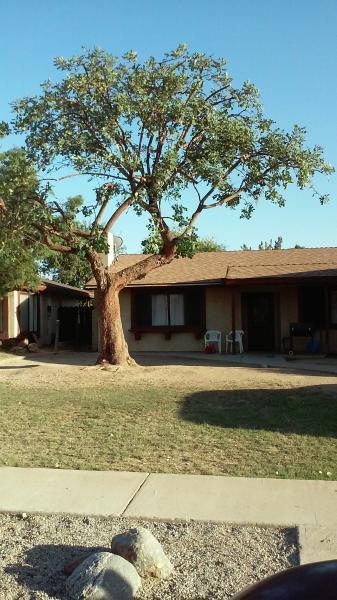 tree