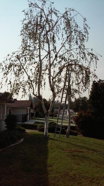 tree